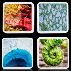 OuiSi Nature: Games of Visual Connection