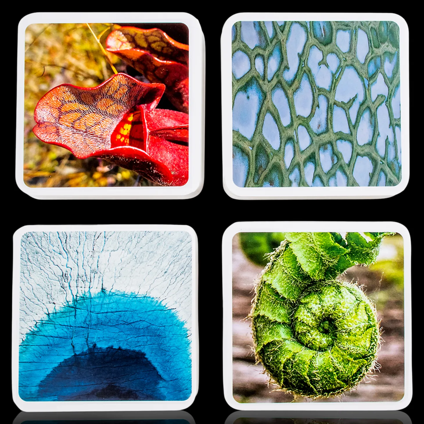 OuiSi Nature: Games of Visual Connection