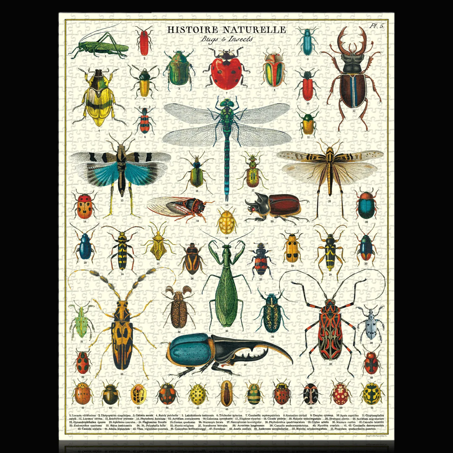 Vintage Bugs & Insects Puzzle